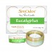 Tealight Set  Eucalyptus Soy Candles + Candle Holder Set